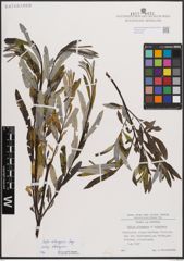 Foto von Salix eleagnos subsp. eleagnos Scop.